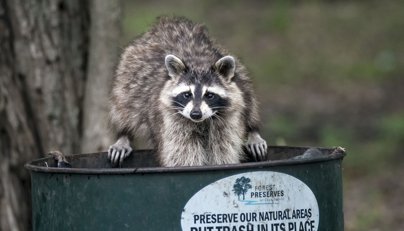 a raccoon looking through a Forest Preserves garbage can